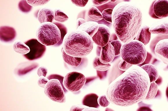 POPs im Blut können mit Vitamin C bekämpft werden (im Bild rote Blutkörperchen)